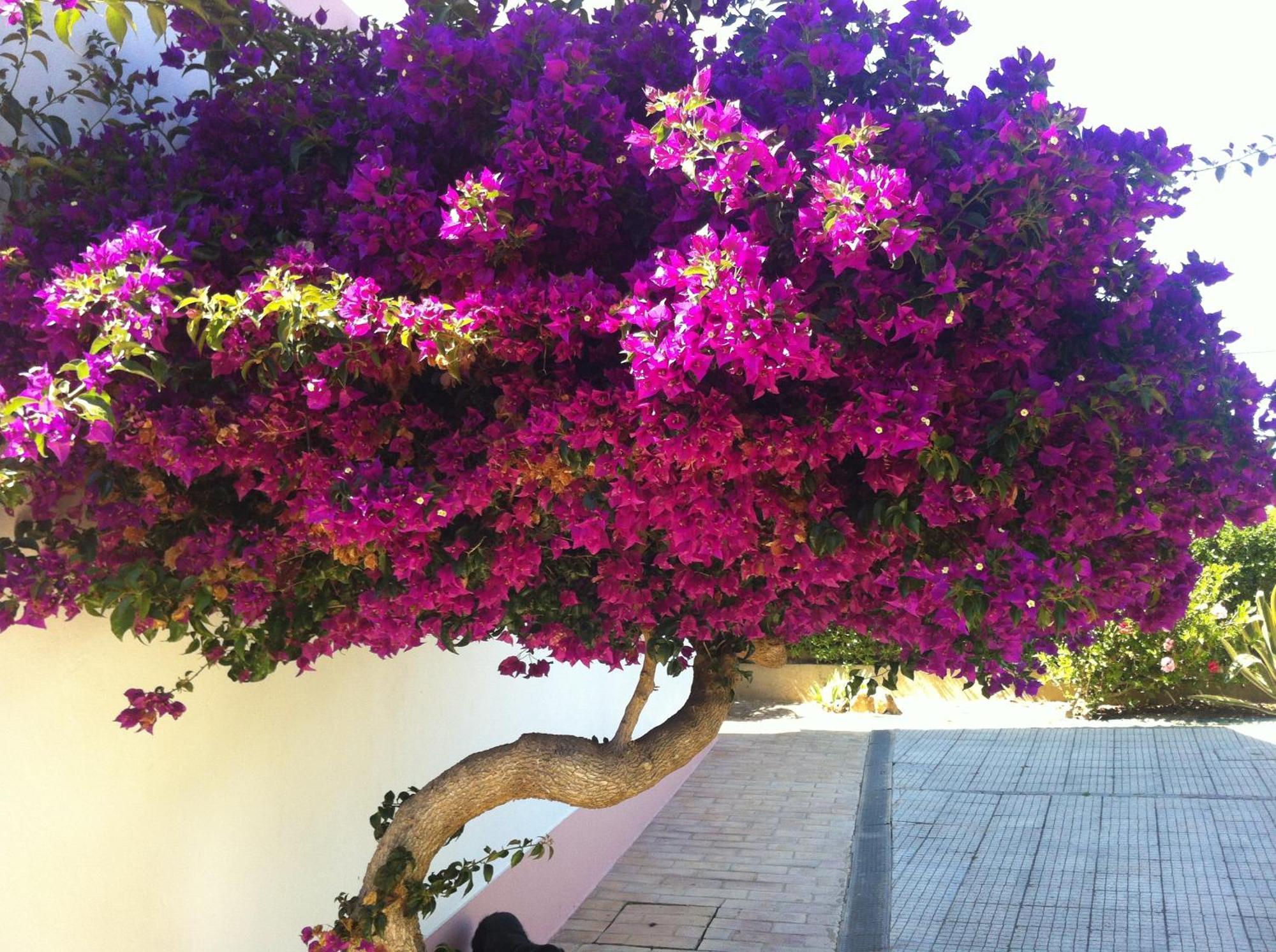 Casa Do Cabo De Santa Maria Hotell Sagres Exteriör bild